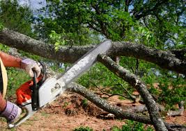 Best Tree Cabling and Bracing  in Plainsboro Center, NJ